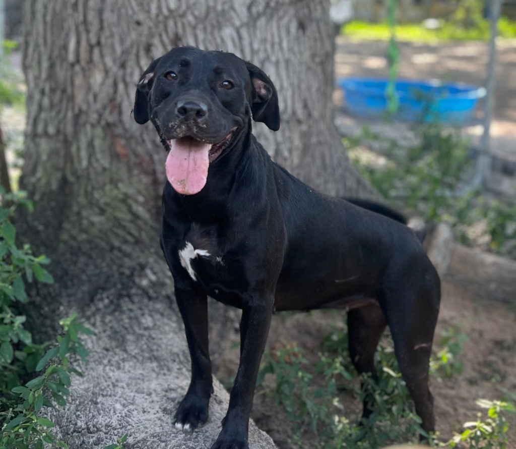 Felicity, an adoptable Labrador Retriever in Waynesville, GA, 31566 | Photo Image 5