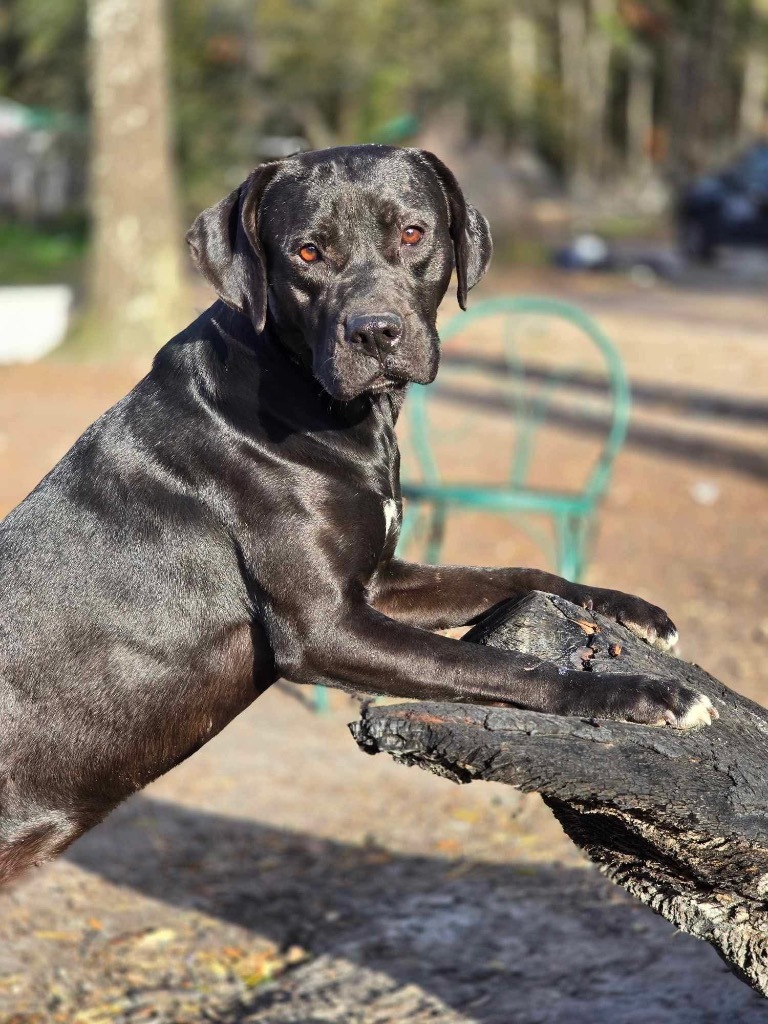 Felicity, an adoptable Labrador Retriever in Waynesville, GA, 31566 | Photo Image 6