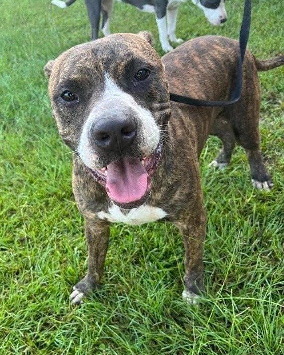 Zeke, an adoptable Boxer in Waynesville, GA, 31566 | Photo Image 1