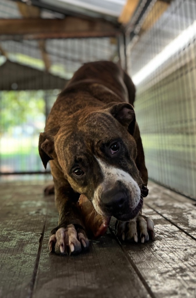 Zeke, an adoptable Boxer, Mixed Breed in Waynesville, GA, 31566 | Photo Image 1