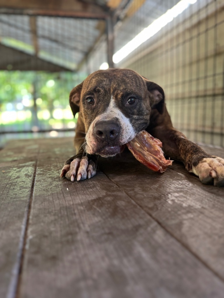 Zeke, an adoptable Boxer, Mixed Breed in Waynesville, GA, 31566 | Photo Image 3