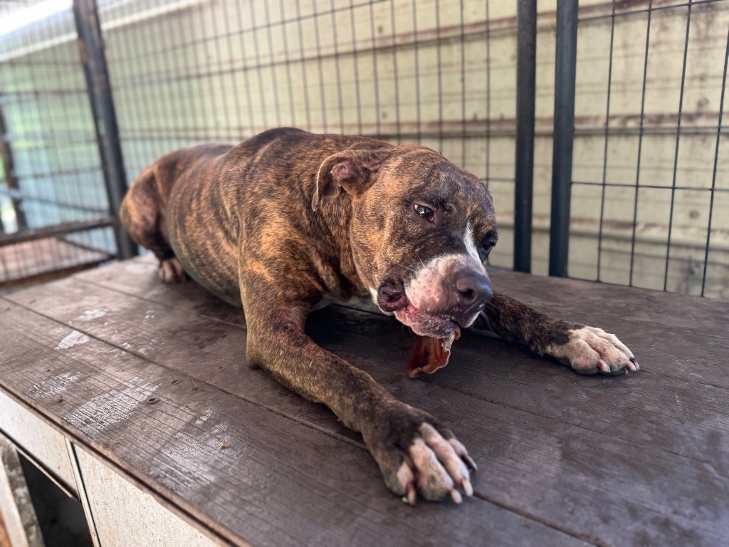 Zeke, an adoptable Boxer, Mixed Breed in Waynesville, GA, 31566 | Photo Image 4