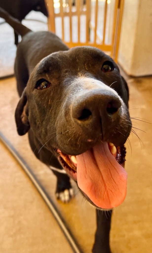 Bain, an adoptable Hound, Beagle in Waynesville, GA, 31566 | Photo Image 1