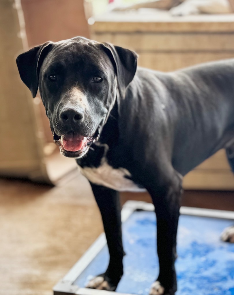 Bain, an adoptable Hound, Beagle in Waynesville, GA, 31566 | Photo Image 1