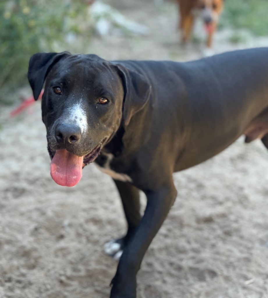 Bain, an adoptable Hound, Beagle in Waynesville, GA, 31566 | Photo Image 1