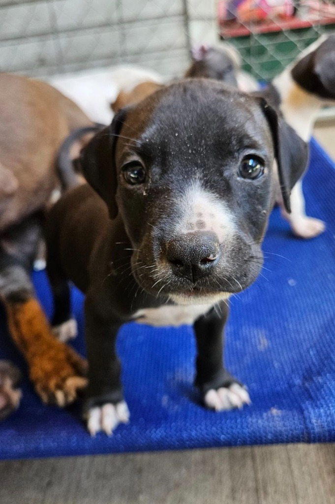 Bain, an adoptable Hound, Beagle in Waynesville, GA, 31566 | Photo Image 2