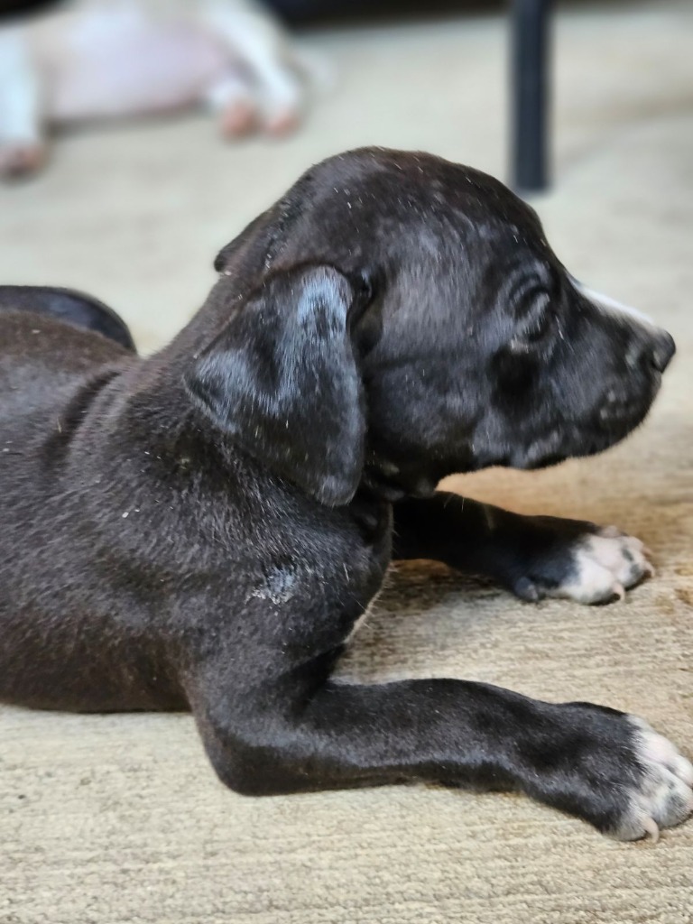 Bain, an adoptable Hound, Beagle in Waynesville, GA, 31566 | Photo Image 3