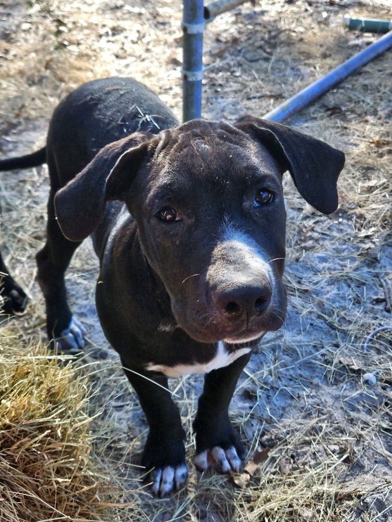 Bain, an adoptable Hound, Beagle in Waynesville, GA, 31566 | Photo Image 4