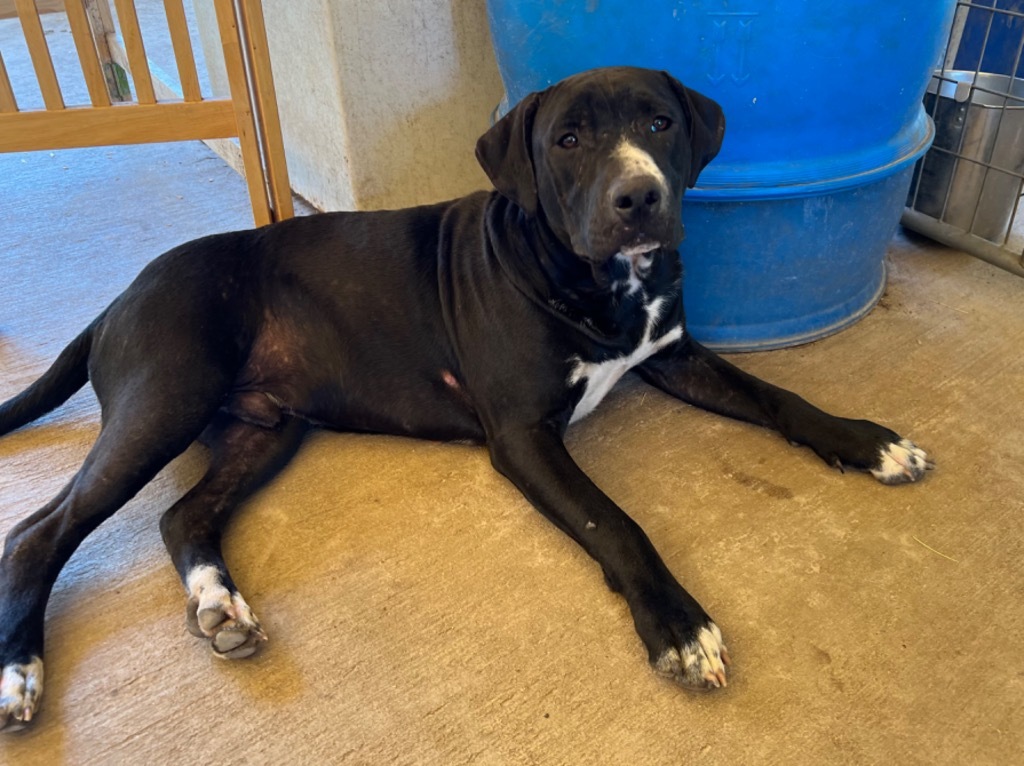 Bain, an adoptable Hound, Beagle in Waynesville, GA, 31566 | Photo Image 5