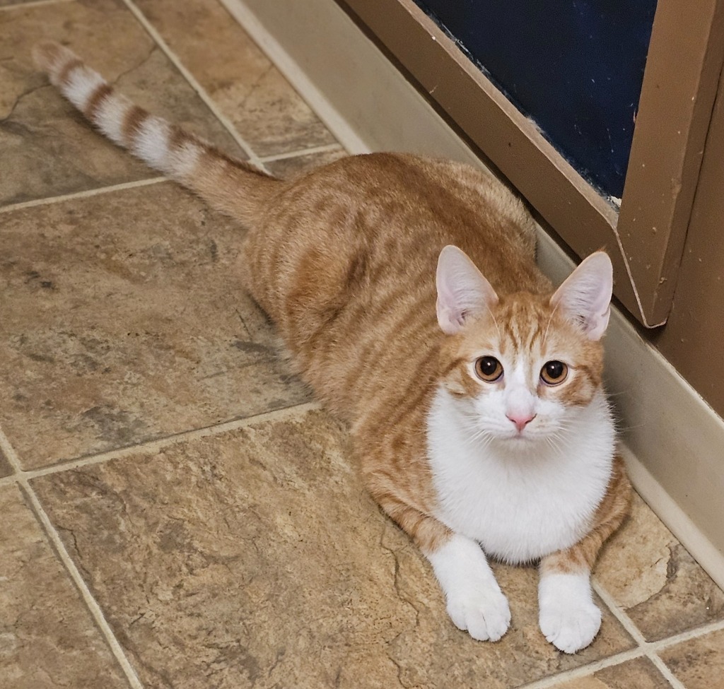 Gordon, an adoptable Domestic Short Hair in Sprakers, NY, 12166 | Photo Image 1