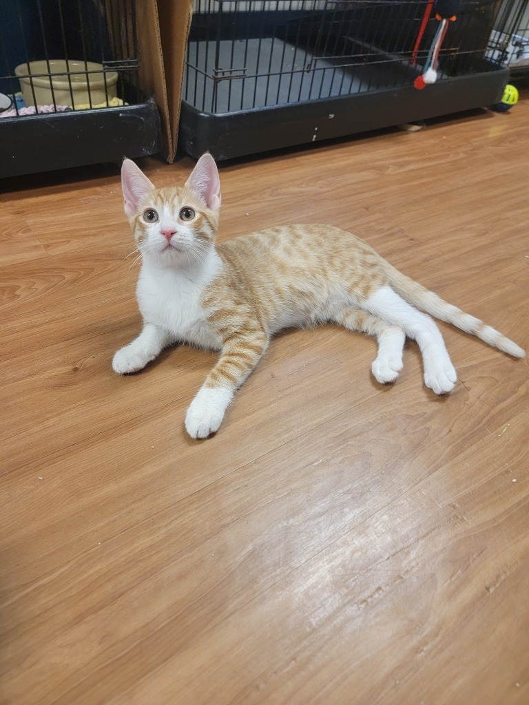Gordon, an adoptable Domestic Short Hair in Sprakers, NY, 12166 | Photo Image 2