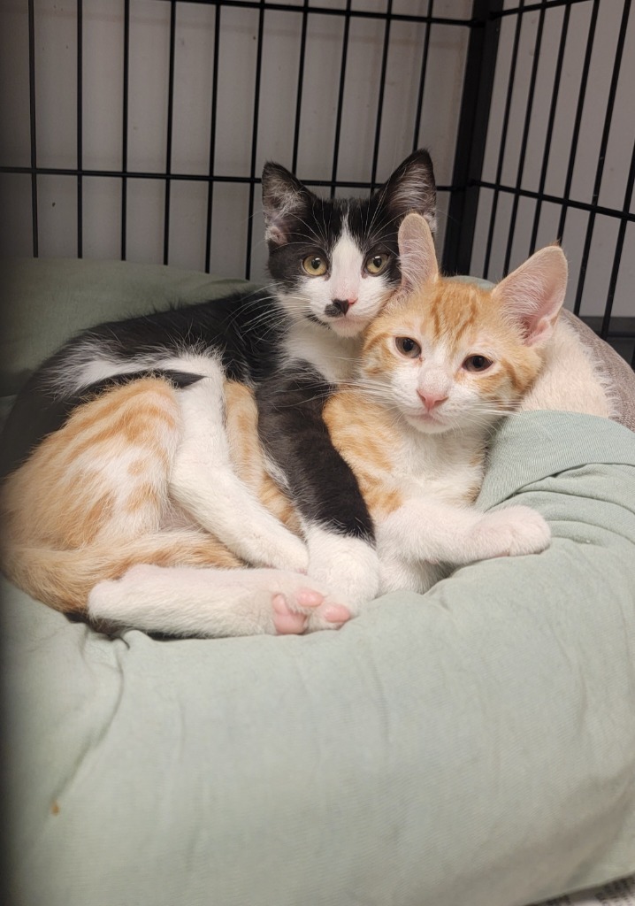 Gordon, an adoptable Domestic Short Hair in Sprakers, NY, 12166 | Photo Image 3