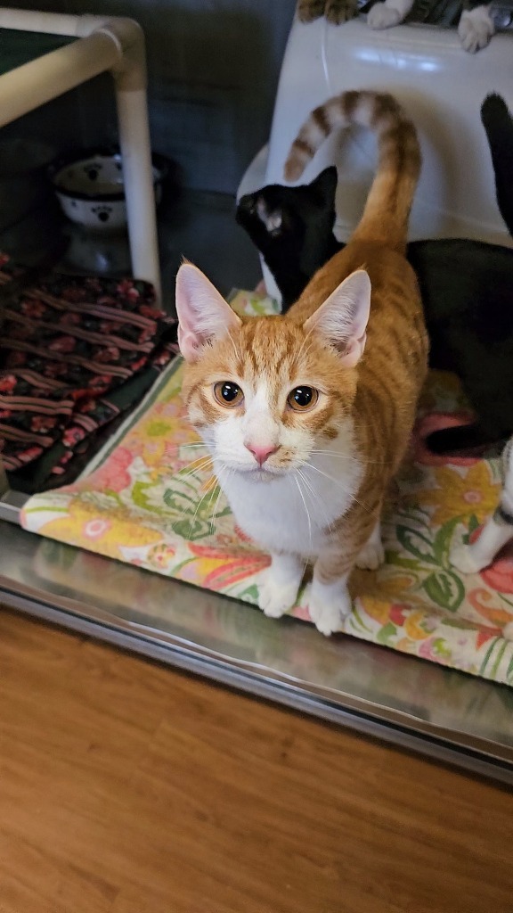 Gordon, an adoptable Domestic Short Hair in Sprakers, NY, 12166 | Photo Image 5