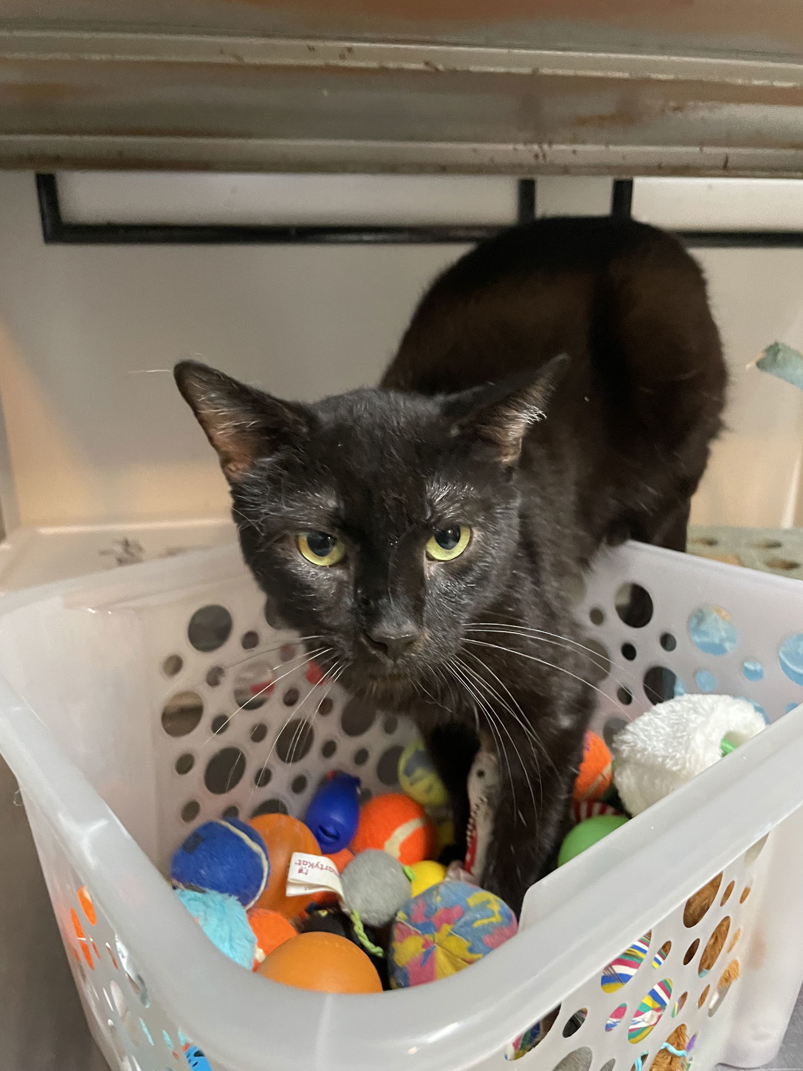 Brit, an adoptable Domestic Short Hair in Cedar Rapids, IA, 52405 | Photo Image 2