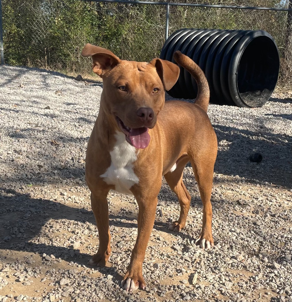 Trei, an adoptable Pit Bull Terrier in Batesville, AR, 72501 | Photo Image 1