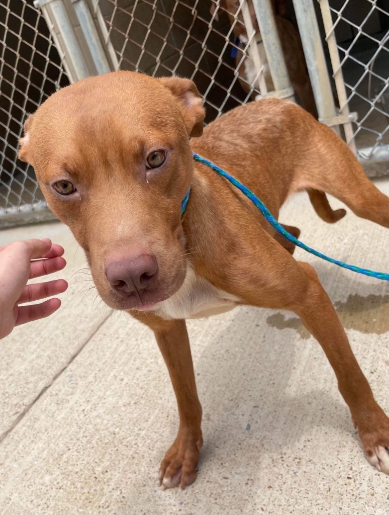 Trei, an adoptable Pit Bull Terrier in Batesville, AR, 72501 | Photo Image 2