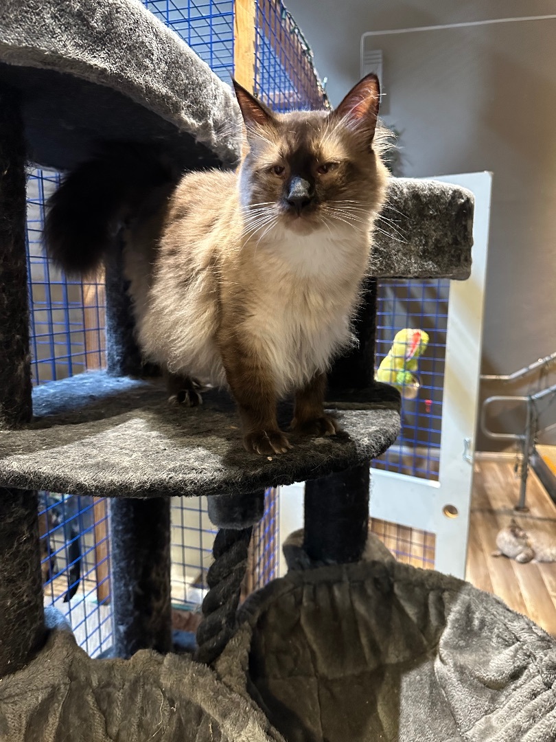 Petfinder ragdoll 2024