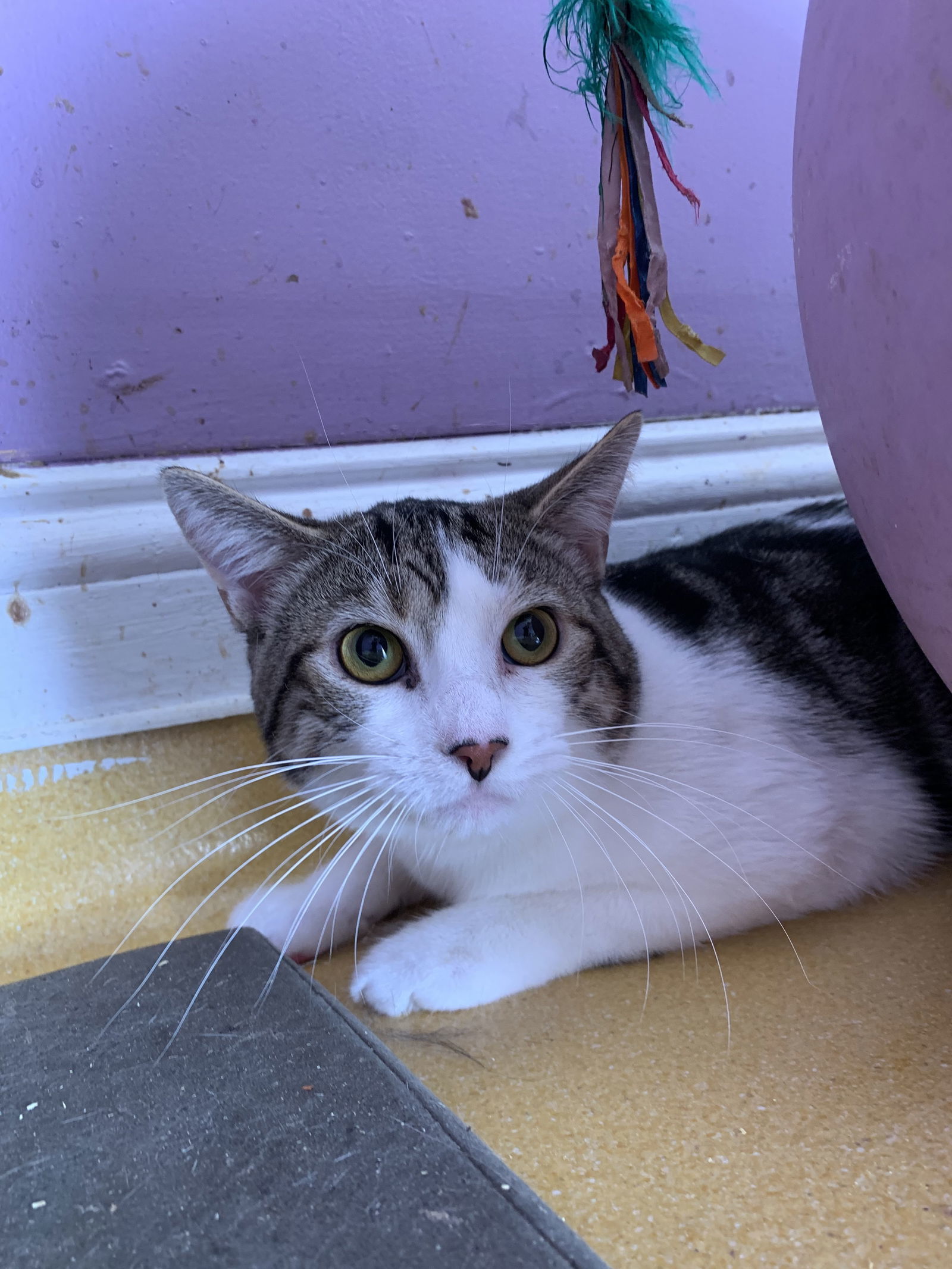 Arlo, an adoptable Domestic Short Hair in Hudson, NY, 12534 | Photo Image 1