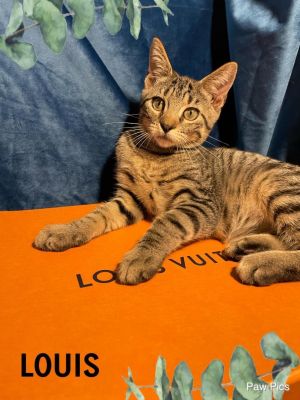 Cat for adoption - Louis Vuitton, a Tabby in Geneseo, IL