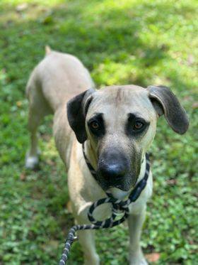 Black mouth store cur weimaraner mix