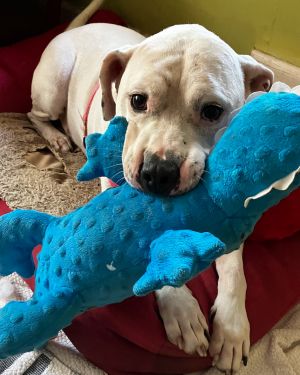 Champ American Bulldog Dog