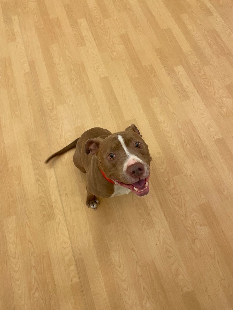 Kenny, an adoptable American Staffordshire Terrier in Fremont, MI, 49412 | Photo Image 3