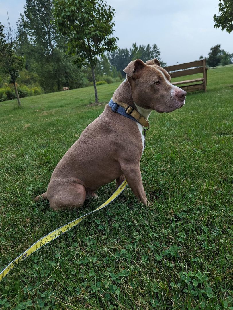 Kenny, an adoptable American Staffordshire Terrier in Fremont, MI, 49412 | Photo Image 5