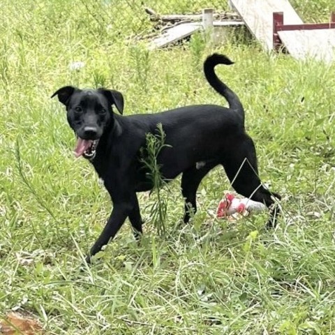 Booker, an adoptable Retriever in Livingston, TX, 77351 | Photo Image 2