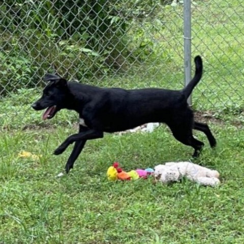 Booker, an adoptable Retriever in Livingston, TX, 77351 | Photo Image 3