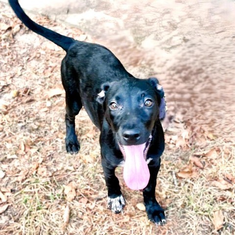 Booker, an adoptable Retriever in Livingston, TX, 77351 | Photo Image 5