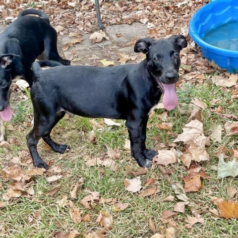 Booker, an adoptable Retriever in Livingston, TX, 77351 | Photo Image 6