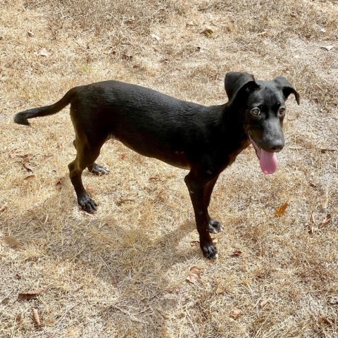 Buck, an adoptable Retriever in Livingston, TX, 77351 | Photo Image 1