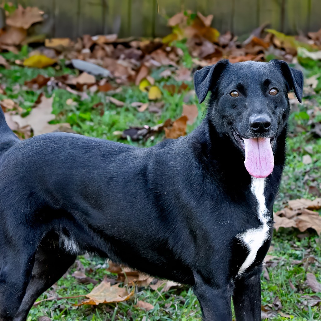 Buck, an adoptable Retriever in Livingston, TX, 77351 | Photo Image 1