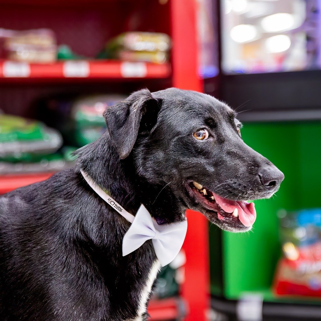 Buck, an adoptable Retriever in Livingston, TX, 77351 | Photo Image 1