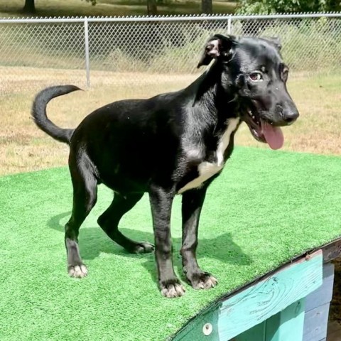 Buck, an adoptable Retriever in Livingston, TX, 77351 | Photo Image 2