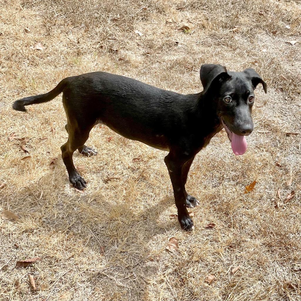 Buck, an adoptable Retriever in Livingston, TX, 77351 | Photo Image 2