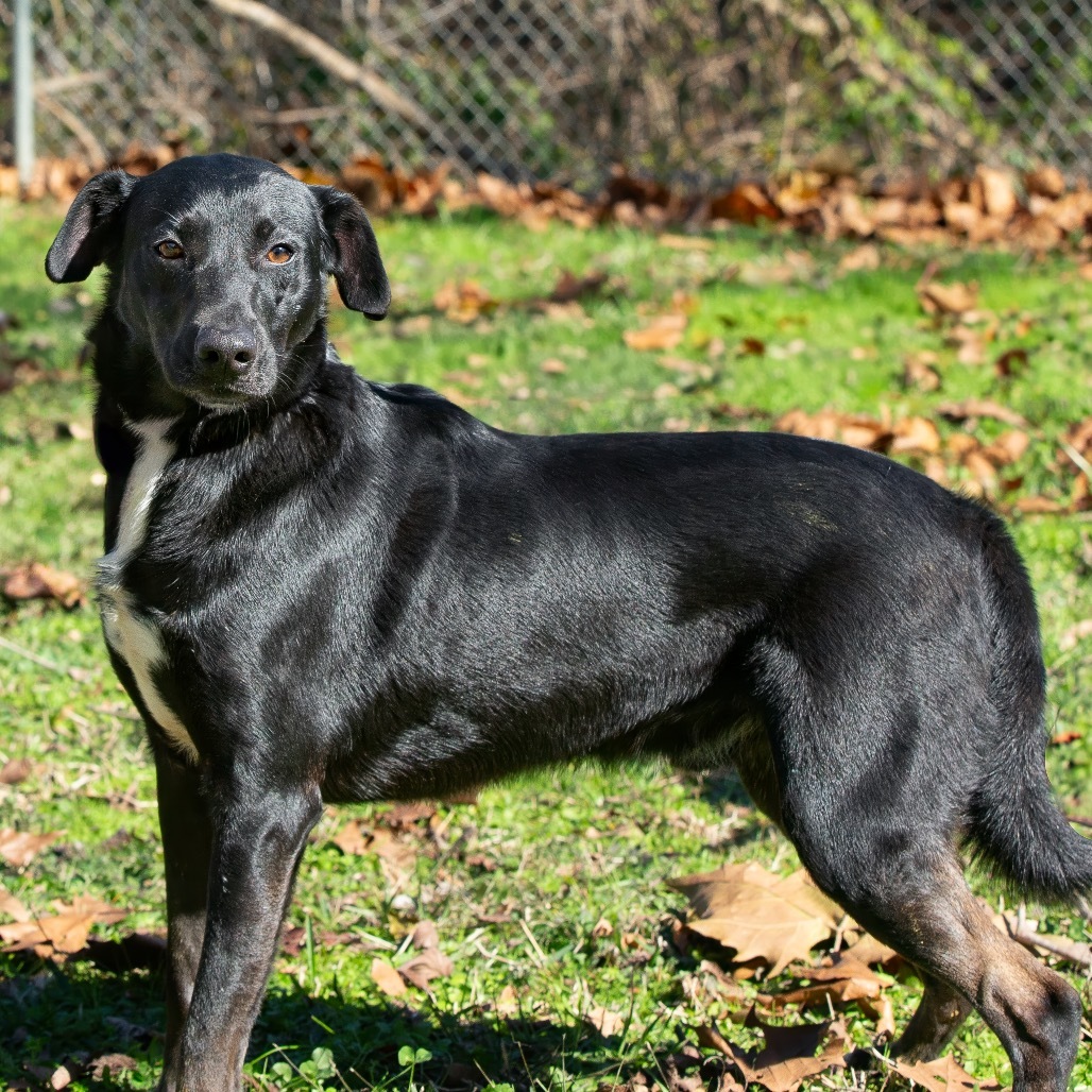 Buck, an adoptable Retriever in Livingston, TX, 77351 | Photo Image 3