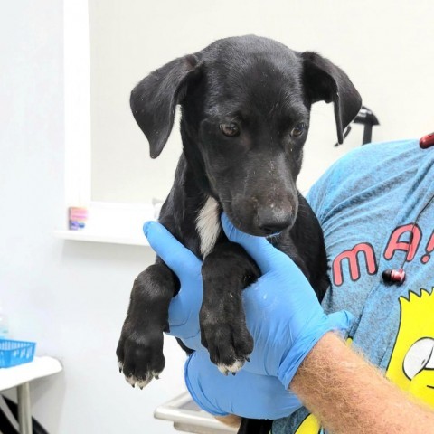 Buck, an adoptable Retriever in Livingston, TX, 77351 | Photo Image 4