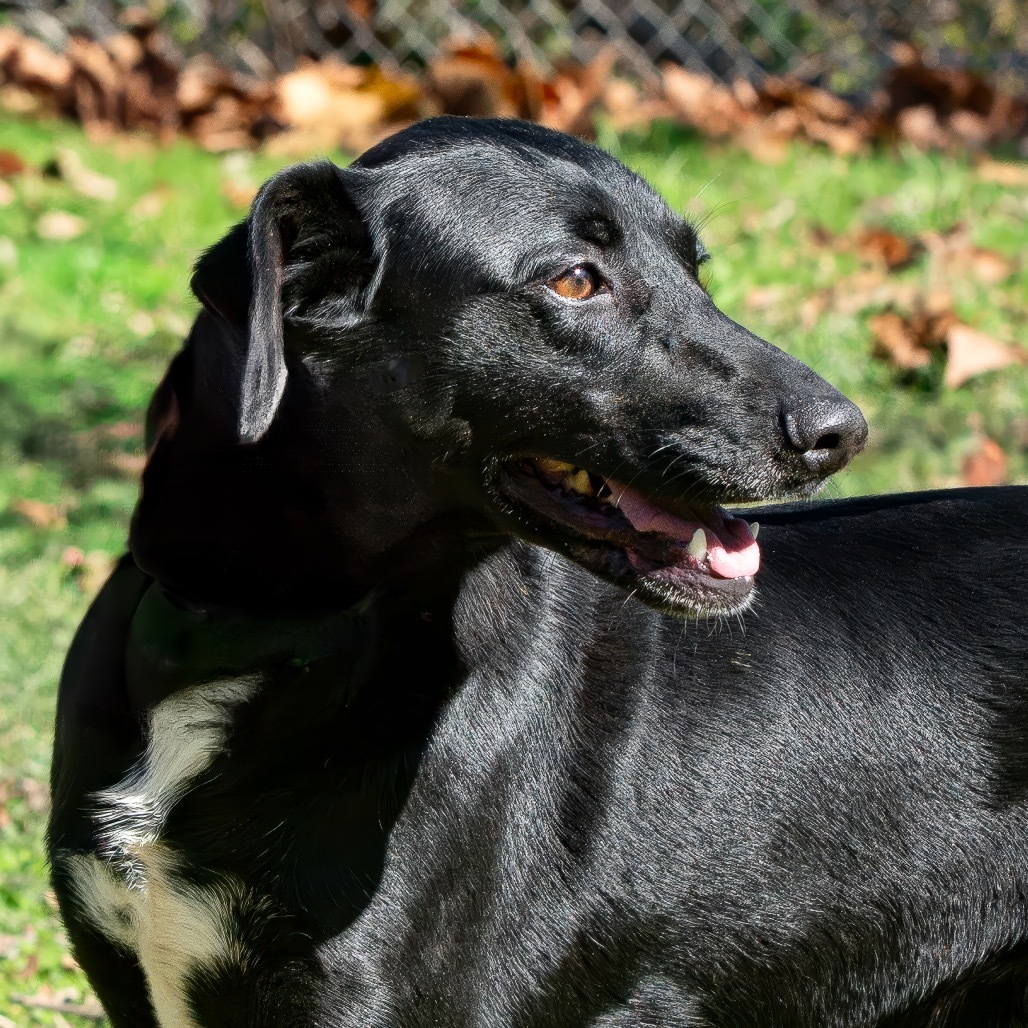 Buck, an adoptable Retriever in Livingston, TX, 77351 | Photo Image 4