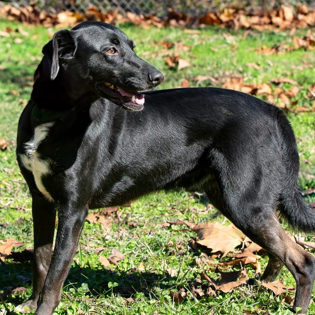 Buck, an adoptable Retriever in Livingston, TX, 77351 | Photo Image 5