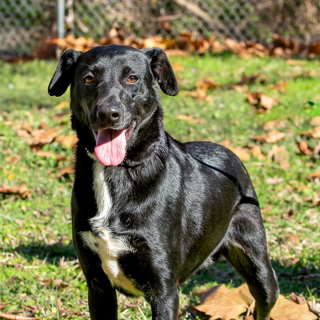 Buck, an adoptable Retriever in Livingston, TX, 77351 | Photo Image 6