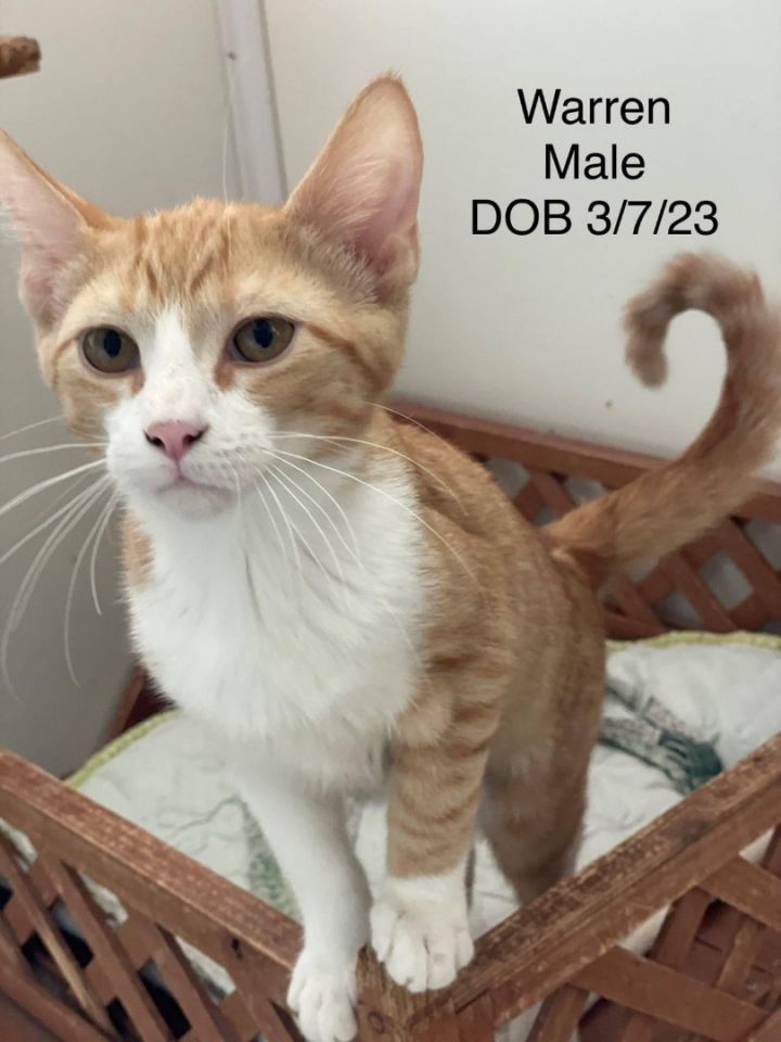   Warren, an adoptable Domestic Short Hair Mix in Lacon, IL_image-2