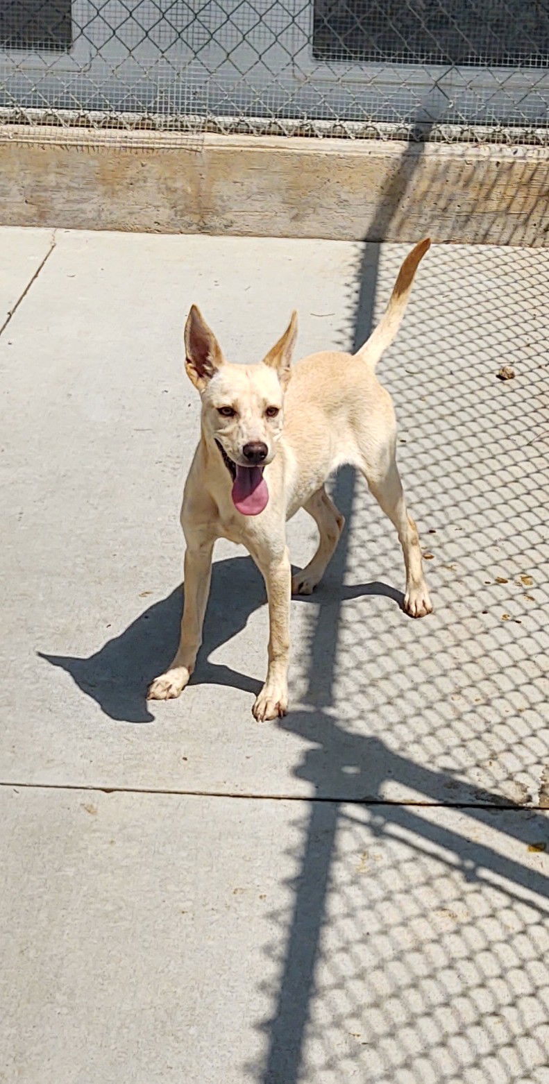 Leia, an adoptable Terrier in Maquoketa, IA, 52060 | Photo Image 1