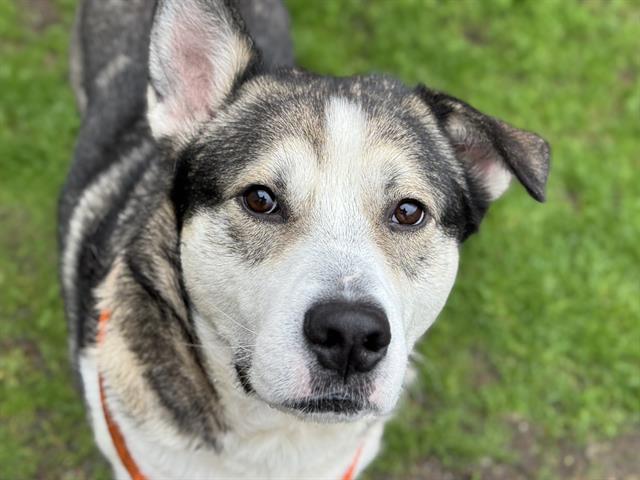 HOBART, an adoptable Siberian Husky, Mixed Breed in Tacoma, WA, 98464 | Photo Image 1