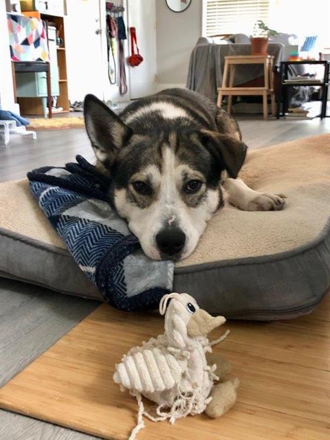 HOBART, an adoptable Siberian Husky, Mixed Breed in Tacoma, WA, 98464 | Photo Image 1