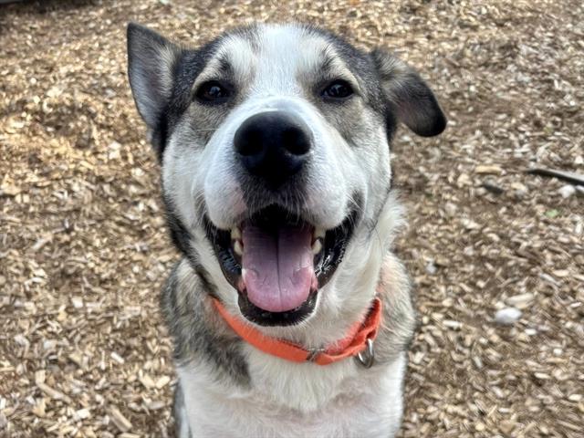 HOBART, an adoptable Siberian Husky, Mixed Breed in Tacoma, WA, 98464 | Photo Image 1