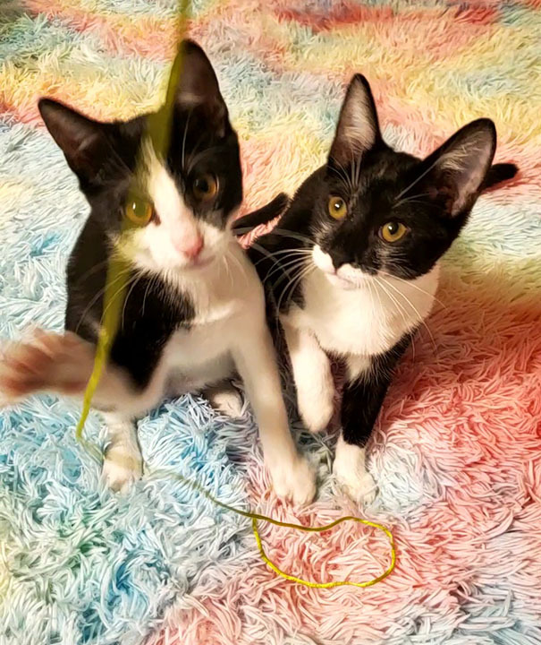 Pancake - Bonded Pair with brother, Waffles