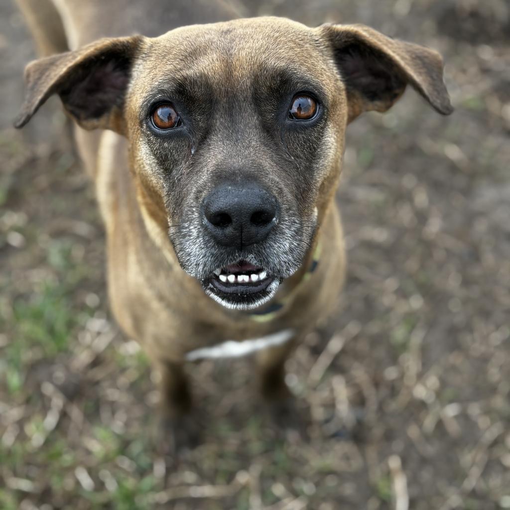 Jane Austen, an adoptable Terrier, Retriever in Clarksdale, MS, 38614 | Photo Image 2