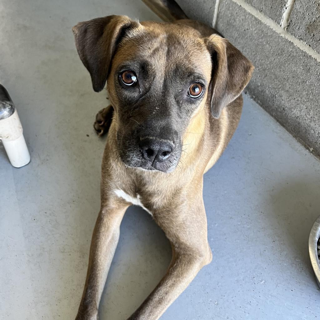 Jane Austen, an adoptable Terrier, Retriever in Clarksdale, MS, 38614 | Photo Image 3
