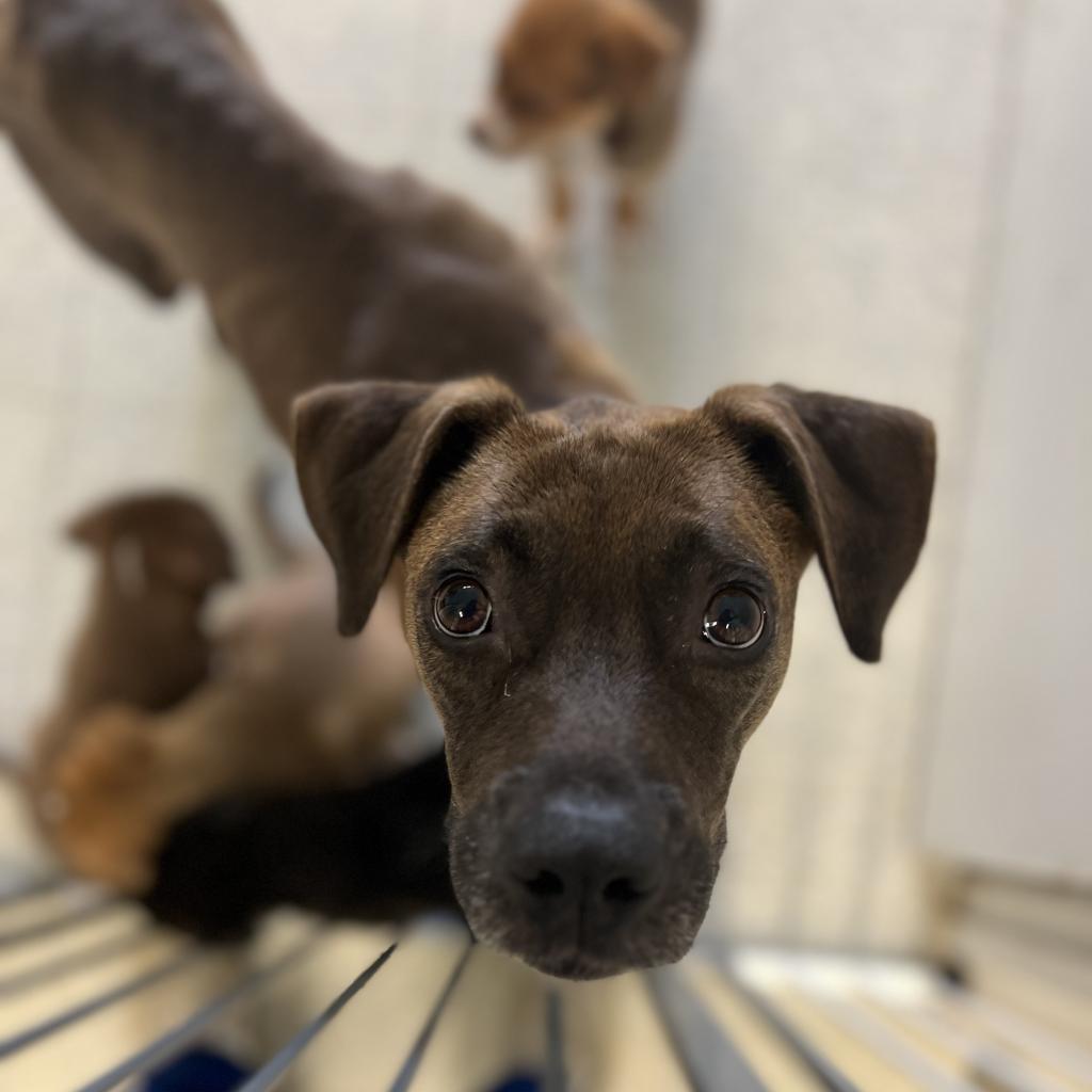 Jane Austen, an adoptable Terrier, Retriever in Clarksdale, MS, 38614 | Photo Image 4